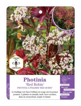 PHOTINIA X FRASERI RED ROBIN