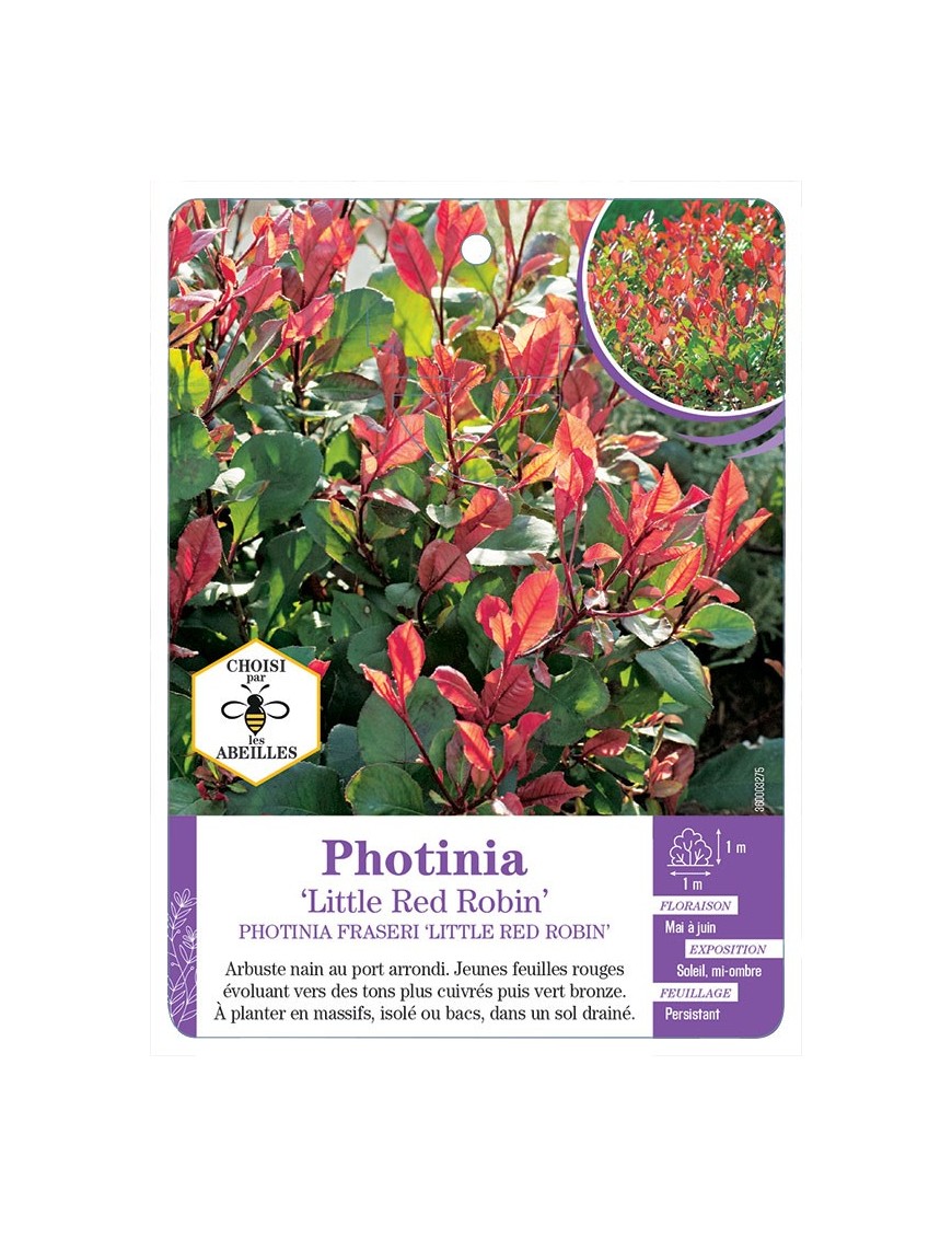 PHOTINIA LITTLE RED ROBIN (*)