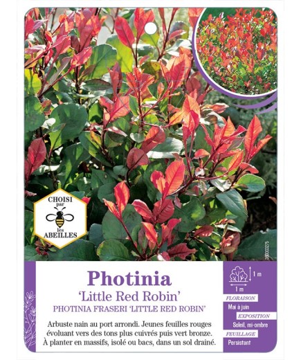 PHOTINIA LITTLE RED ROBIN (*)