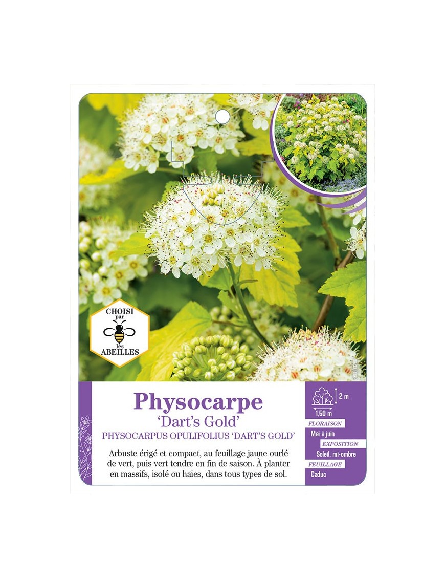 PHYSOCARPUS OPULIFOLIUS DART’S GOLD (*)