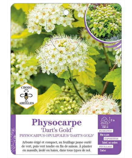 PHYSOCARPUS OPULIFOLIUS DART’S GOLD (*)