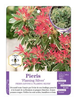 PIERIS FLAMING SILVER (*)