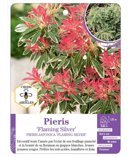 PIERIS FLAMING SILVER (*)