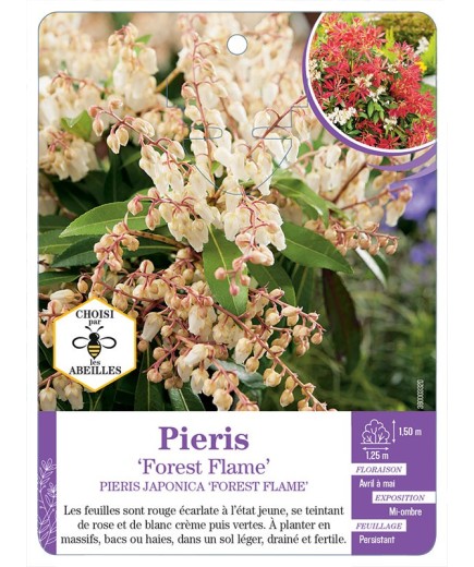 PIERIS JAPONICA FOREST FLAME (*)