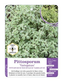 PITTOSPORUM TENUIFOLIUM VARIEGATUM