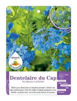 PLUMBAGO AURICULATA voir Dentelaire du Cap