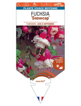FUCHSIA Snowcap