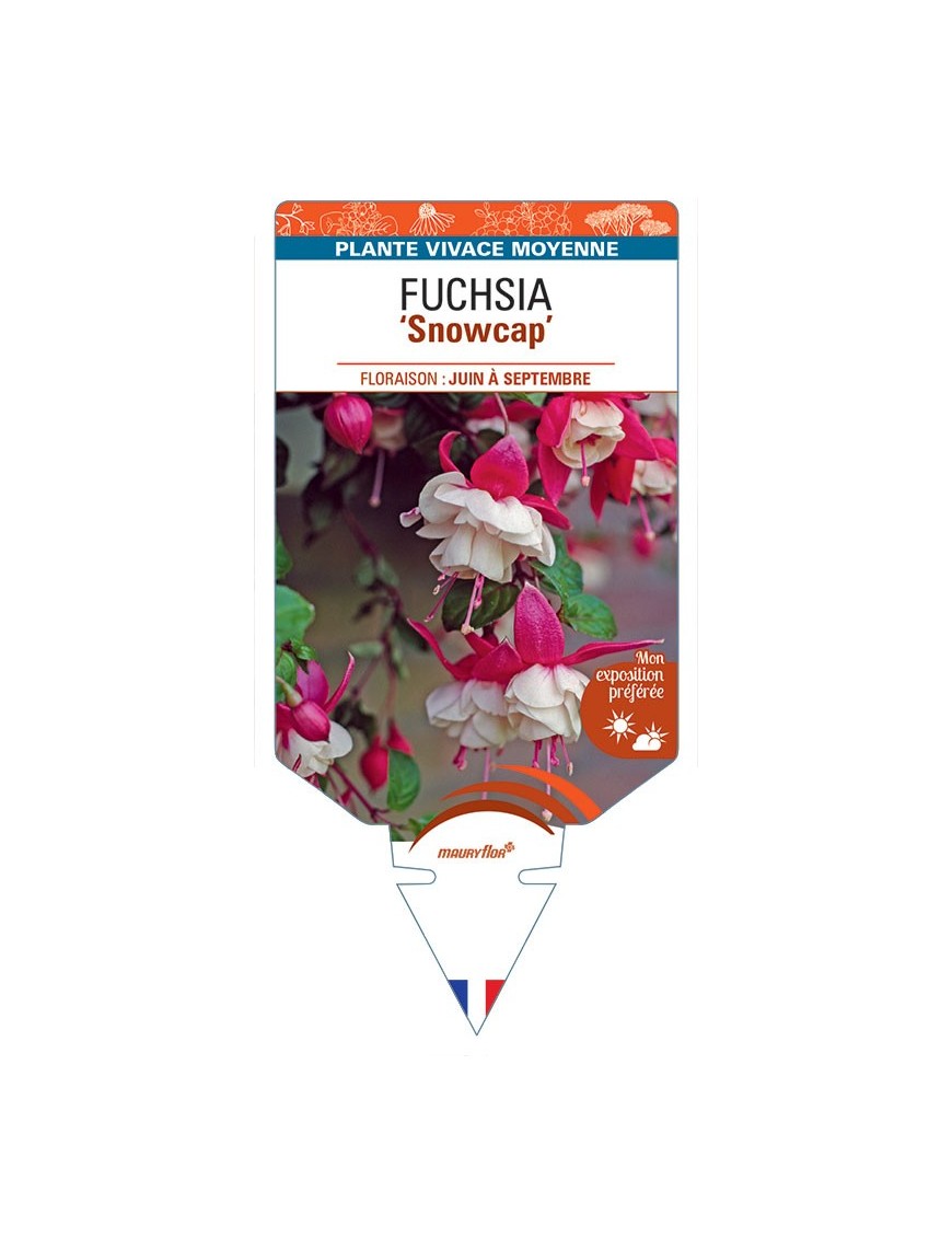 FUCHSIA Snowcap