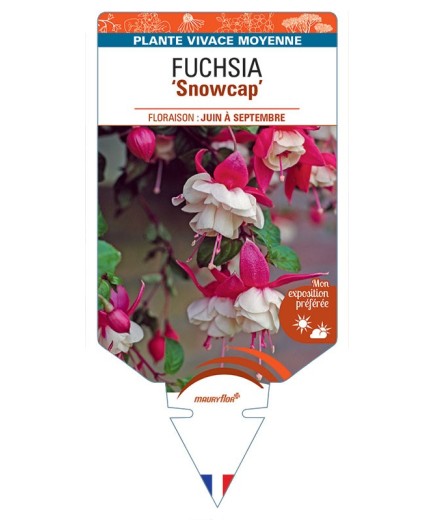 FUCHSIA Snowcap
