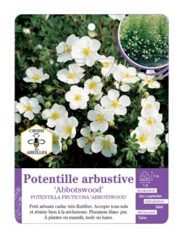 POTENTILLA FRUTICOSA ABBOTSWOOD voir Potentille arbustive (*)