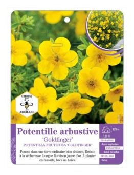 POTENTILLA FRUCTICOSA GOLDFINGER voir Potentille arbustive