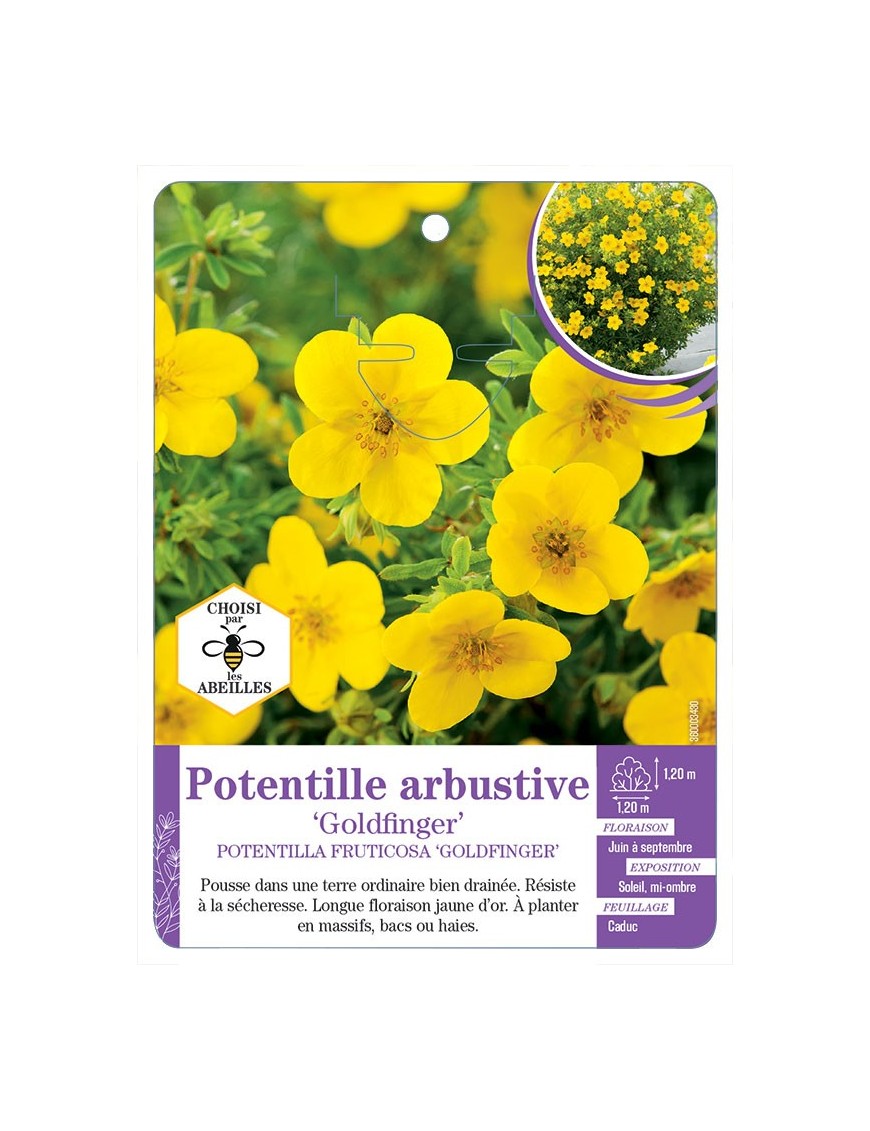 POTENTILLA FRUCTICOSA GOLDFINGER voir Potentille arbustive