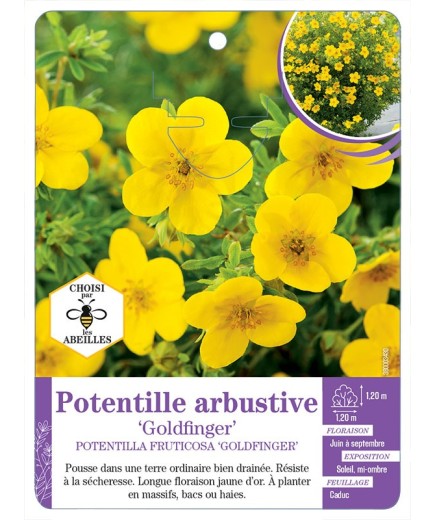 POTENTILLA FRUCTICOSA GOLDFINGER voir Potentille arbustive