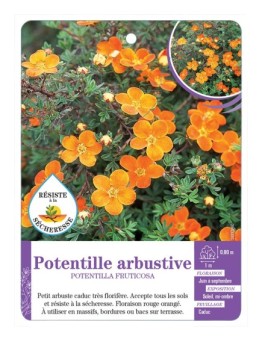 POTENTILLA FRUTICOSA voir Potentille arbustive (orange) (*)