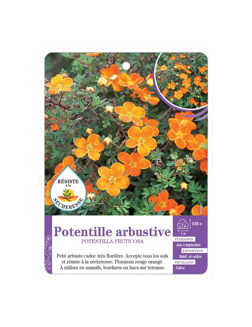 POTENTILLA FRUTICOSA voir Potentille arbustive (orange) (*)