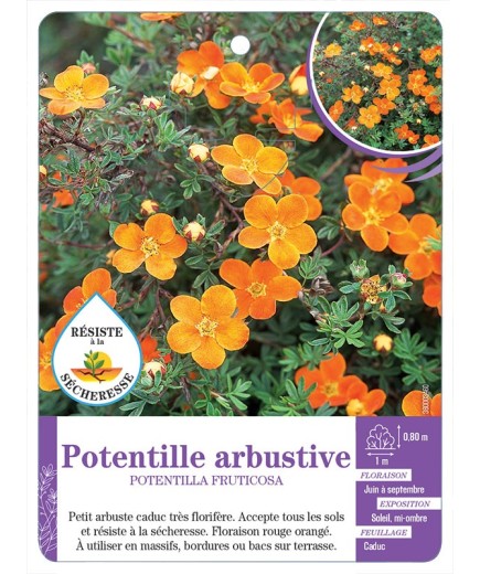 POTENTILLA FRUTICOSA voir Potentille arbustive (orange) (*)