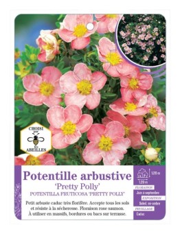 POTENTILLA FRUTICOSA PRETTY POLLY voir Potentille arbustive (*)