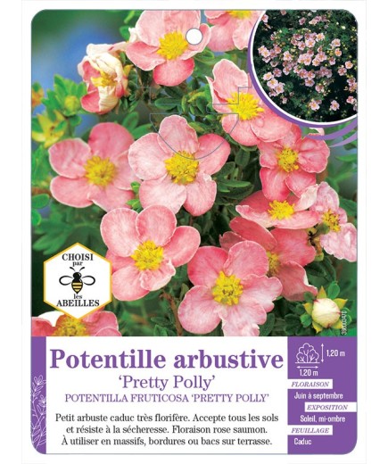 POTENTILLA FRUTICOSA PRETTY POLLY voir Potentille arbustive (*)