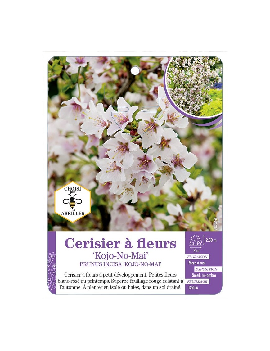 PRUNUS INCISA KOJO-NO-MAI voir Cerisier à fleurs (*)
