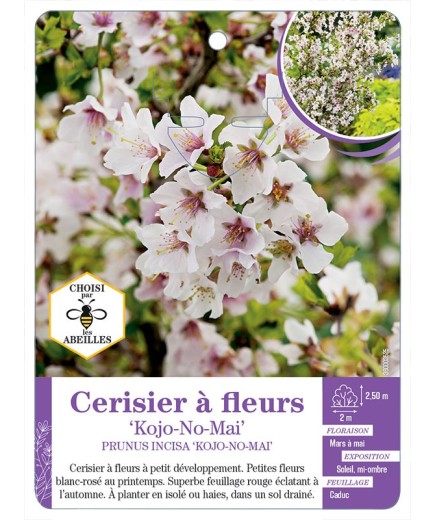 PRUNUS INCISA KOJO-NO-MAI voir Cerisier à fleurs (*)