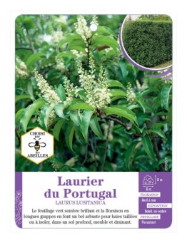 PRUNUS LUSITANICA voir Laurier du Portugal