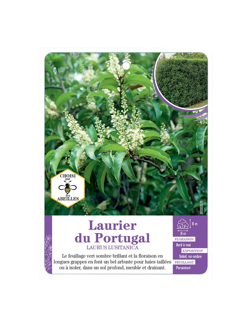 PRUNUS LUSITANICA voir Laurier du Portugal