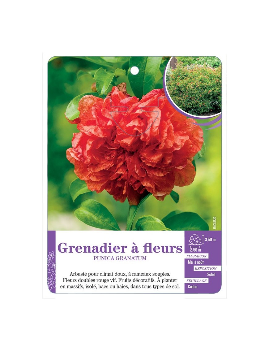 PUNICA GRANATUM voir Grenadier à fleurs