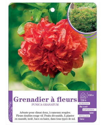 PUNICA GRANATUM voir Grenadier à fleurs