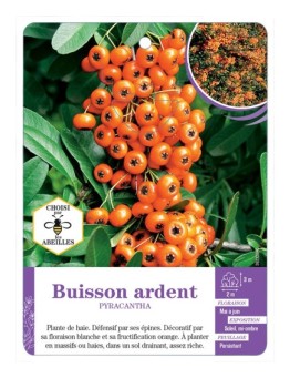 PYRACANTHA voir Buisson ardent (orange) (*)