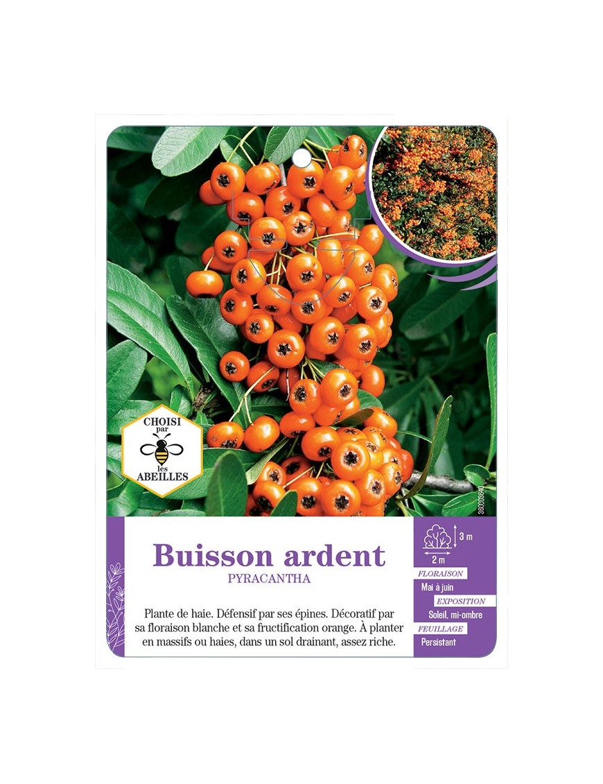 PYRACANTHA voir Buisson ardent (orange) (*)