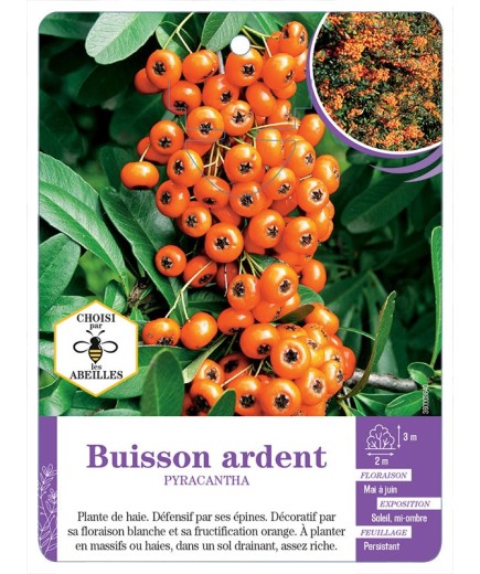 PYRACANTHA voir Buisson ardent (orange) (*)
