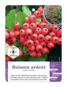 PYRACANTHA voir Buisson ardent (rouge) (*)