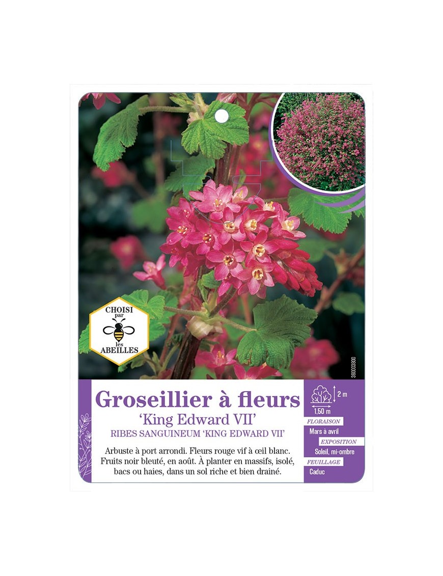 RIBES SANGUINEUM KING EDWARD VII voir Groseillier à fleurs