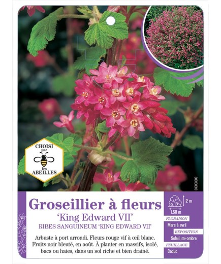 RIBES SANGUINEUM KING EDWARD VII voir Groseillier à fleurs