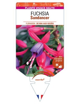 FUCHSIA Sundancer