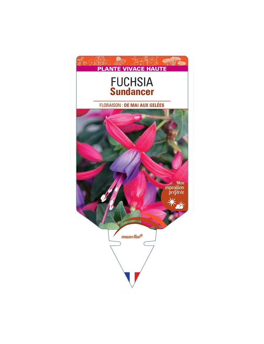 FUCHSIA Sundancer