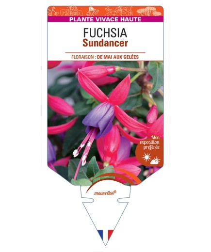 FUCHSIA Sundancer