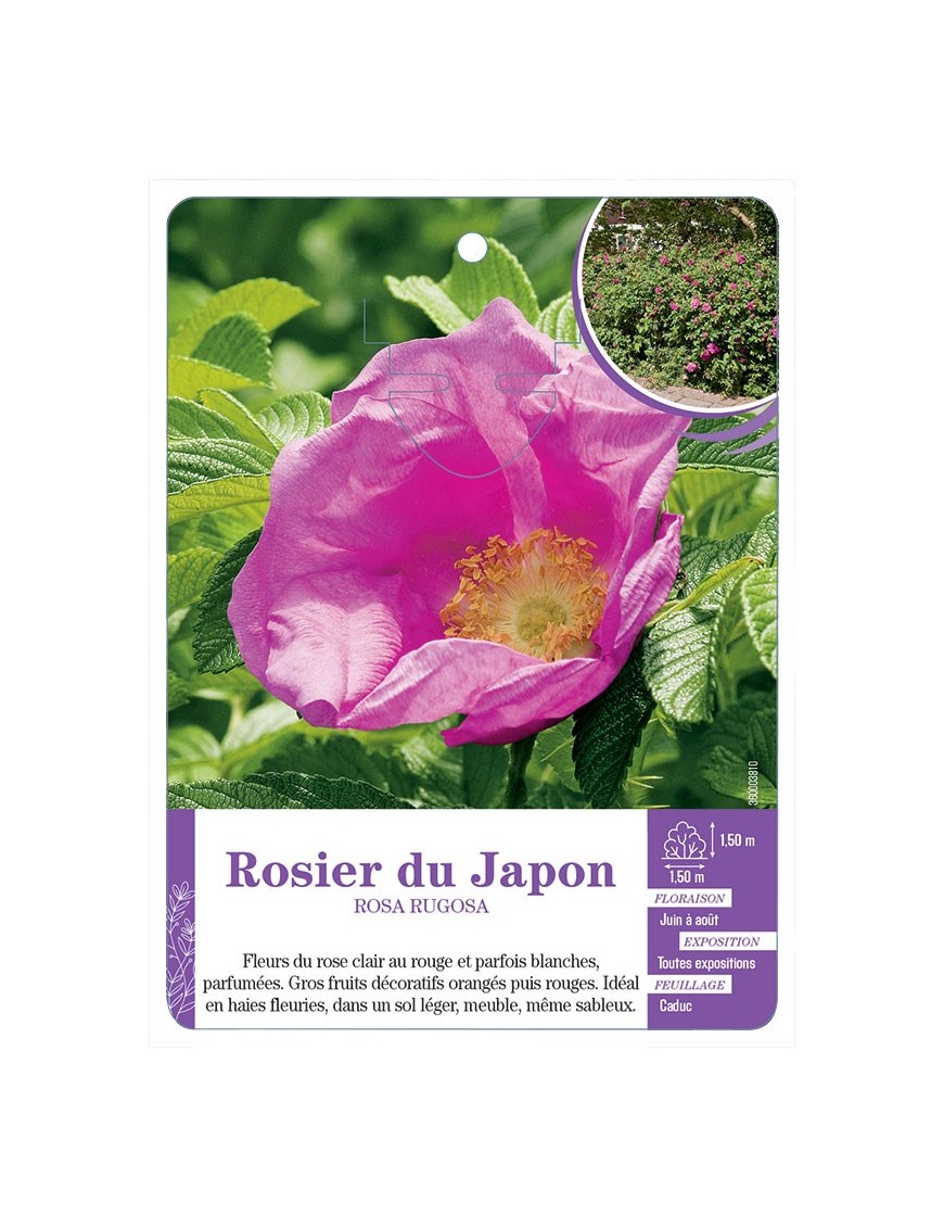 ROSA RUGOSA voir Rosier du Japon (*)