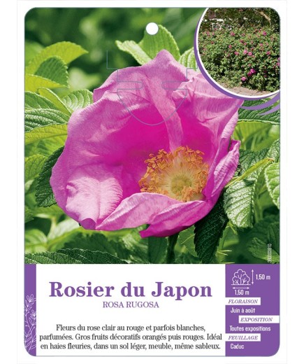 ROSA RUGOSA voir Rosier du Japon (*)