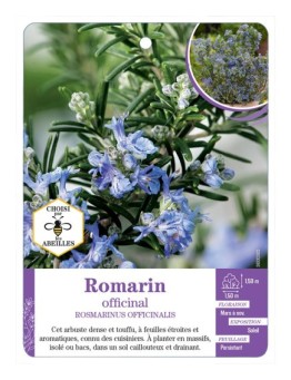 ROSMARINUS OFFICINALIS voir Romarin (*)