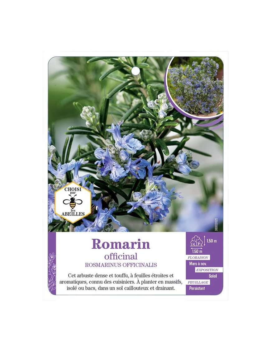 ROSMARINUS OFFICINALIS voir Romarin (*)