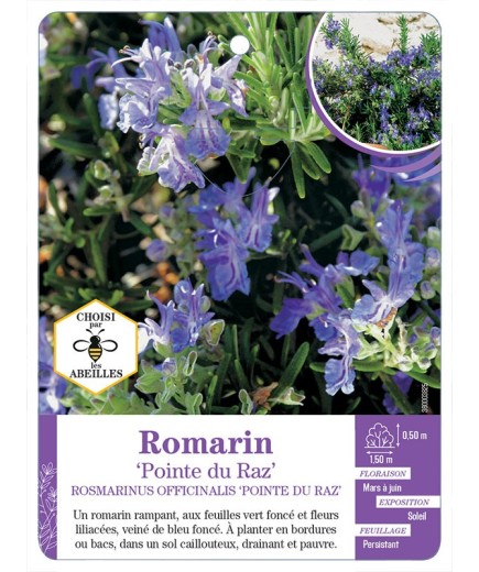 ROSMARINUS officinalis Pointe du Raz voir Romarin (*)