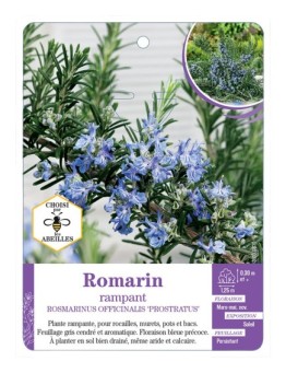ROSMARINUS OFFICINALIS PROSTRATUS voir Romarin rampant (*)
