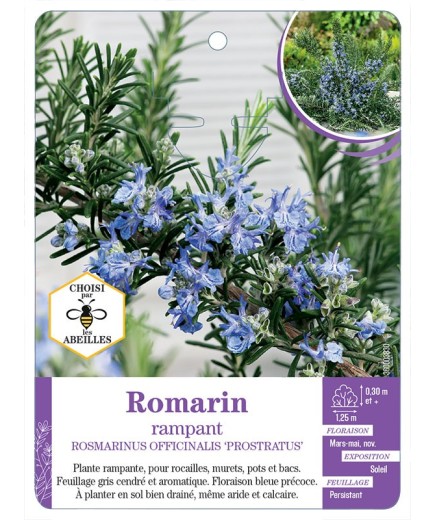 ROSMARINUS OFFICINALIS PROSTRATUS voir Romarin rampant (*)