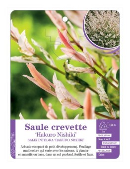 SALIX INTEGRA HAKURO NISHIKI voir Saule crevette