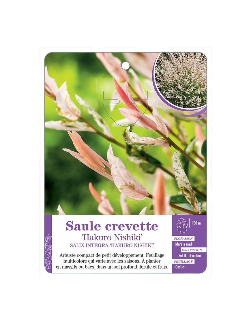 SALIX INTEGRA HAKURO NISHIKI voir Saule crevette