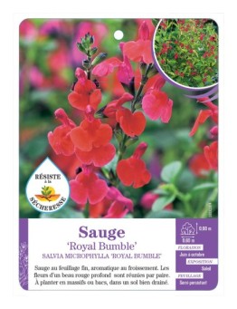 SALVIA MICROPHYLLA ROYAL BUMBLE voir Sauge