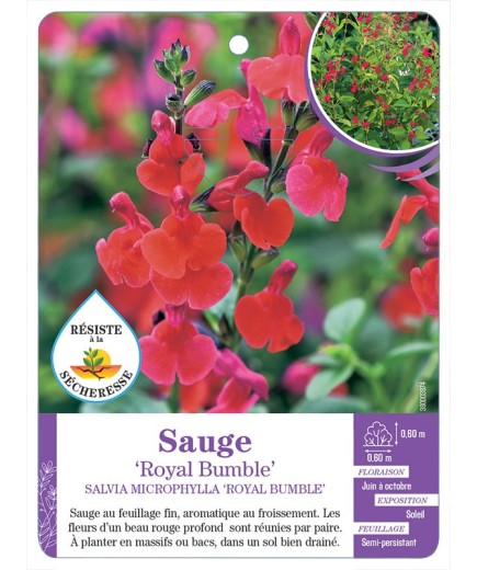 SALVIA MICROPHYLLA ROYAL BUMBLE voir Sauge