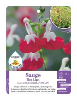SALVIA MICROPHYLLA HOT LIPS voir Sauge