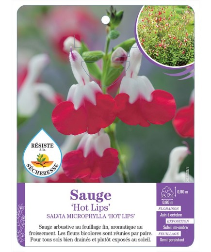 SALVIA MICROPHYLLA HOT LIPS voir Sauge
